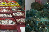 O  jumătate de tonă de peşte și plase monofilament, confiscate de poliţiştii de frontieră tulceni