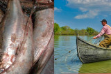 Scrumbia provoacă tărăboi: dezbateri aprinse între Asociațiile de pescari din Delta Dunării. Reguli propuse.