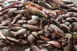 Peste 150 kg peşte fără documente legale, confiscate de poliţiştii de frontieră tulceni