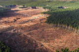 Ne alăturăm tuturor ONG-urilor care solicită încetarea exploatării forestiere care avansează tot mai mult în zonele protejate și siturile Natura 2000. Revin la cererea interzicerii exportului de lemn neprelucrat