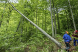 WWF propune soluțiile care ar scăpa România de infringementul pe păduri. Măsuri-cheie pentru combaterea integrată a tăierilor ilegale