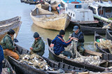 ARBDD anunță faptul că începe prohibiția pescuitului la scrumbie. Respectați măsurile generale de prevenire a răspândirii COVID-19