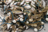 Braconaj piscicol: 100 de kilograme de pește pescuit în zona Chilia Veche în perioadă de prohibiție