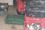 130 kg peşte confiscate de polițiștii de frontieră de la doi clujeni