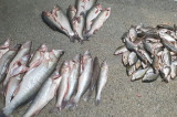 Braconaj piscicol: peste 220 de kg de pește confiscat de polițiștii de frontieră tulceni