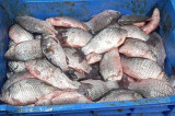 Pescuit comercial sau sportiv fără licenţă sau autorizaţie de pescuit la Chilia