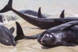 3000 de delfini au murit în Marea Neagră din cauza acțiunilor militare