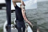 (Video) Braconaj sturion în Golful Musura: Cinci exemplare vii au fost redate mediului natural