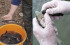 În cursa pentru salvarea speciei, sute de pui de nisetru au ajuns în mediul lor natural, în Dunăre