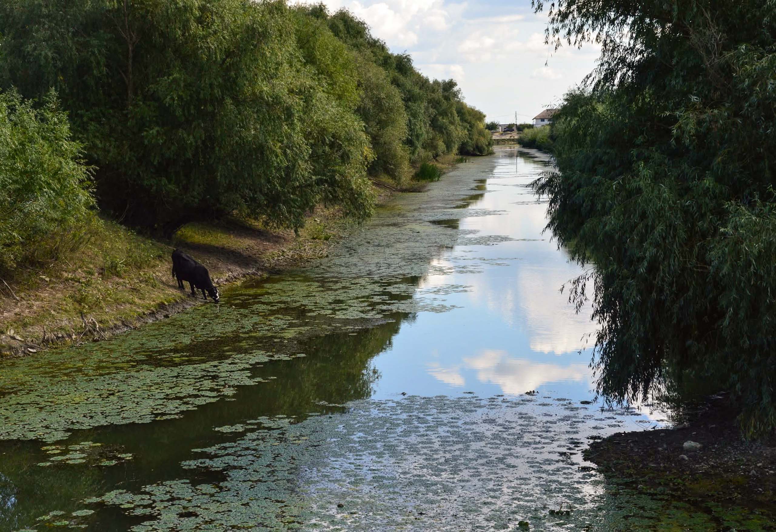 Reconstrucție ecologică la o fostă orezărie (200 ha) din Mahmudia